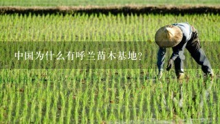 中国为什么有呼兰苗木基地