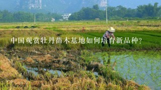中国观赏牡丹苗木基地如何培育新品种