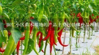 铜仁小区苗木基地的产品主要包括哪些品种植物