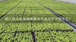 浙江苗木基地油橄榄是否适合在中国生长