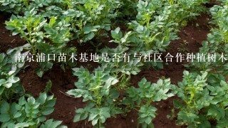 南京浦口苗木基地是否有与社区合作种植树木或花草的情况