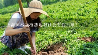 上海苗木栽植基地对社会有何贡献