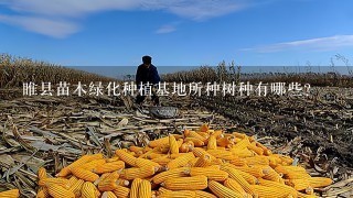 睢县苗木绿化种植基地所种树种有哪些