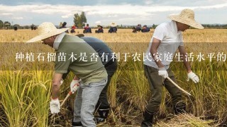 种植石榴苗木是否有利于农民家庭生活水平的提高