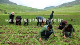 成都苗木基地山楂的植被类型如何?