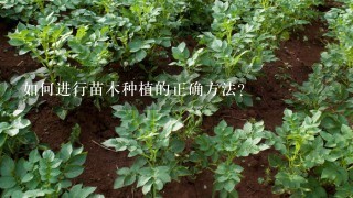 如何进行苗木种植的正确方法?