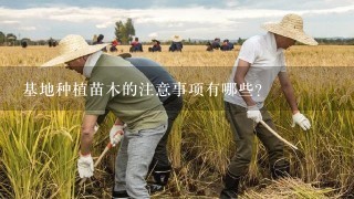 基地种植苗木的注意事项有哪些?