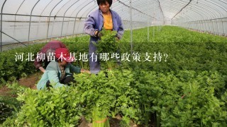 河北柳苗木基地有哪些政策支持?