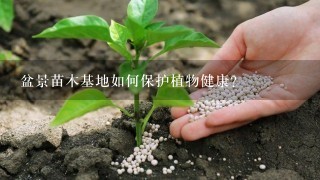 盆景苗木基地如何保护植物健康?