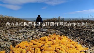 西西北红枫苗木基地目前有哪些合作关系?