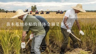 苗木基地补贴的具体金额是多少?