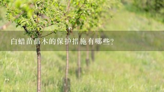 白蜡苗苗木的保护措施有哪些?