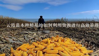 云霞苗木种植基地如何利用资源进行高效管理?