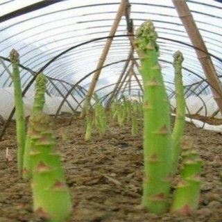 芦笋高产无公害种植技术,第3图