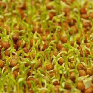豌豆芽苗菜种植方法,第2图