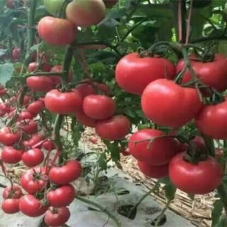 大棚西红柿冬季管理办法,第4图
