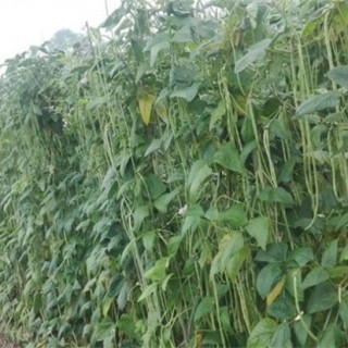 豇豆的高产施肥方法,第3图