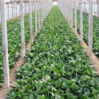秋菠菜的种植技术,第3图