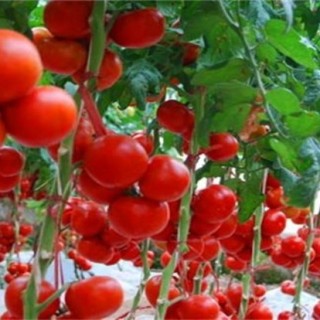 大棚西红柿冬季管理办法,第1图
