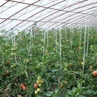 大棚番茄春季浇水方法,第1图