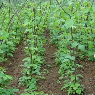 芸豆的病虫害防治方法,第1图