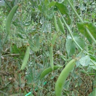 豌豆的种植技术,第1图