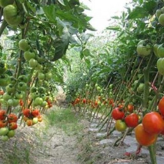 早春番茄育苗注意事项,第2图