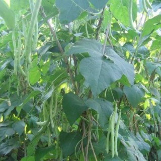 四季豆种植技术,第1图