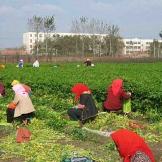 芹菜种植技术,第5图