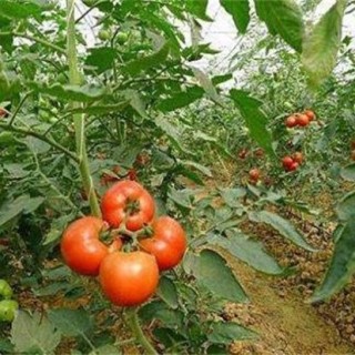 大棚西红柿冬季管理办法,第3图