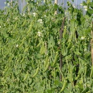 豌豆的种植技术,第2图