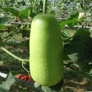 蒲瓜的种植技术,第3图