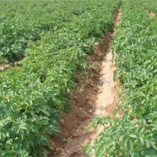 春季种植土豆高产栽培技术,第4图
