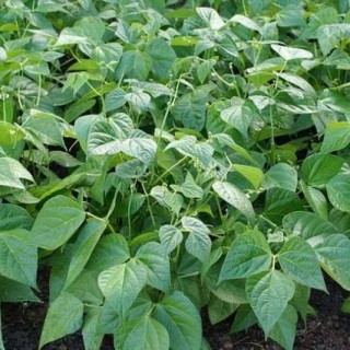 四季豆种植技术,第2图