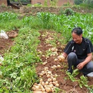 土豆叶片发黄是怎么回事,第5图