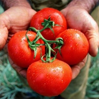 西红柿生长环境要求,第3图