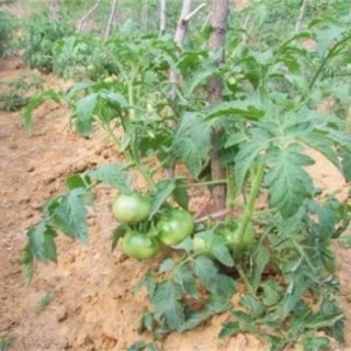 夏季西红柿肥水管理,第4图