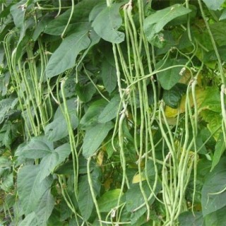 豇豆的高产施肥方法,第4图
