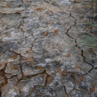 大棚土壤盐碱化原因及防治措施,第3图