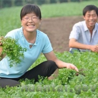 如何种植香菜才能获得高产,第3图