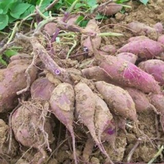 紫薯种植技术,第2图
