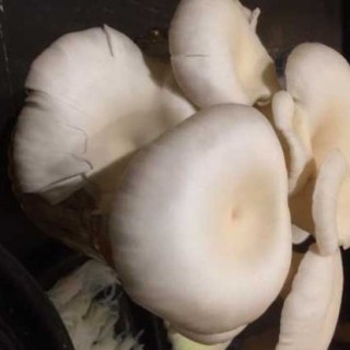 白灵菇高产种植技术,第2图