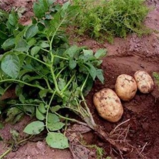 马铃薯品种退化的预防措施,第2图