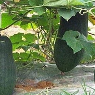 黑皮冬瓜的栽培技术,第2图