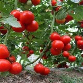 大棚西红柿冬季管理办法,第2图