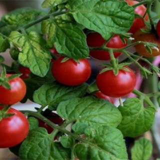西红柿生长环境要求,第2图