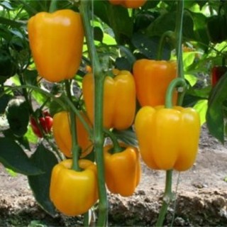 甜椒种植管理技术,第1图