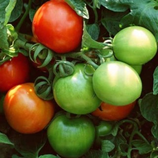 番茄的种植时间(3),第1图