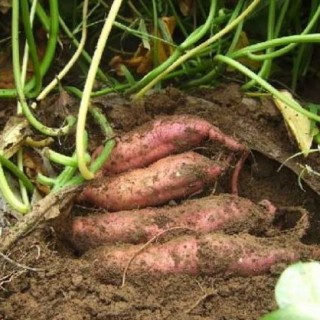红薯高效种植技术,第6图