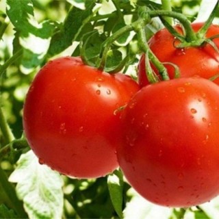 大棚西红柿冬季管理办法,第5图